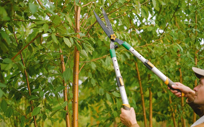 Tree trimming in Petersburg, AK