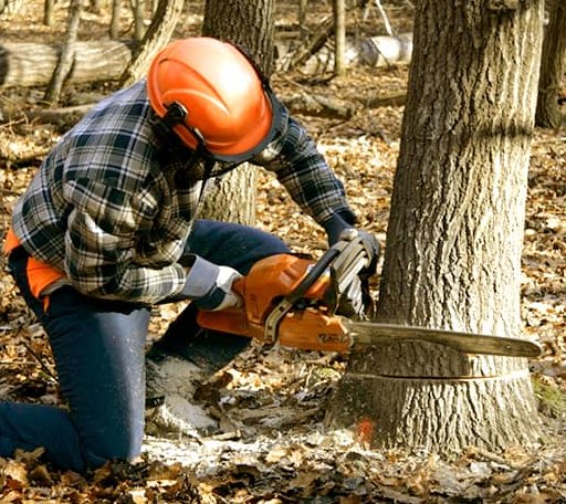 Tree Removal in Petersburg, AK